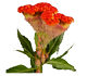 گل تاج خروس اکسترم